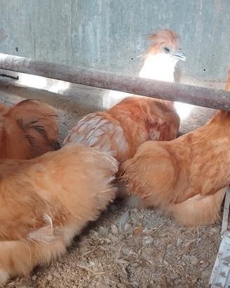 galline moroseta