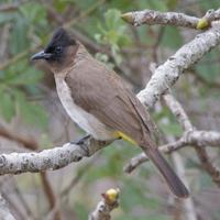 Coppia bul bul barbatus 2024