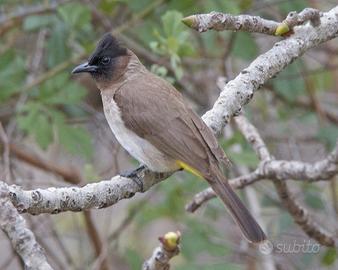 Coppia bul bul barbatus 2024