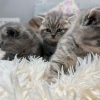 Gatti Scottish