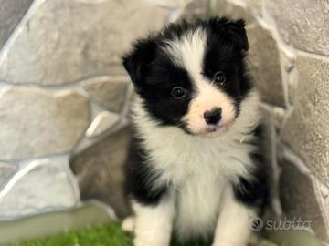Border collie