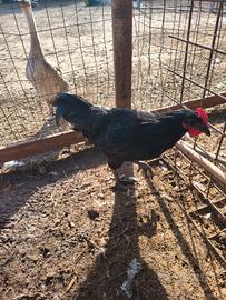 Australorp