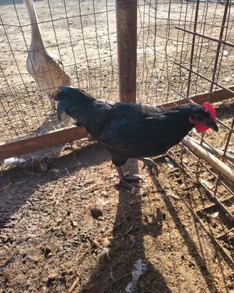 Australorp