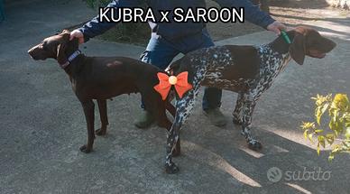 (bracco tedesco) KURZHAAR