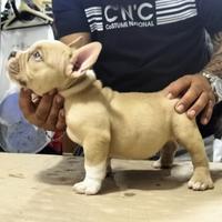 American bully pocket