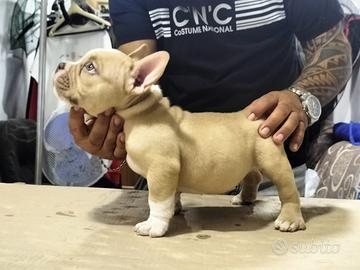 American bully pocket