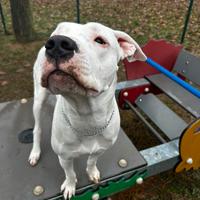 Regalasi dogo argentino