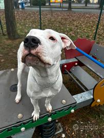 Regalasi dogo argentino