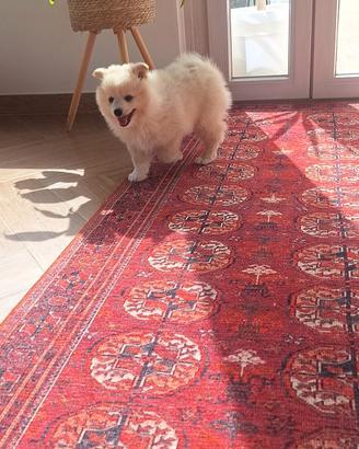 Disponibile cucciola di volpino italiano