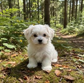Cuccioli di Maltese