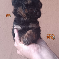 Cucciola di barboncino MINI TOY