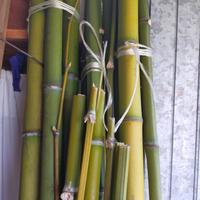 canne di bambù 