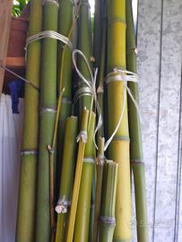 canne di bambù 