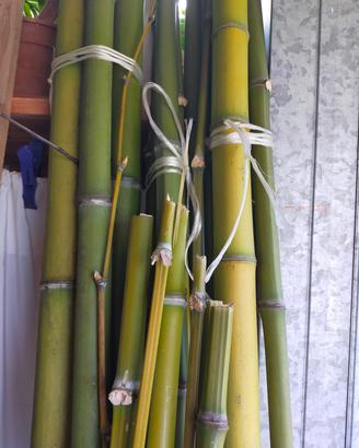 canne di bambù 