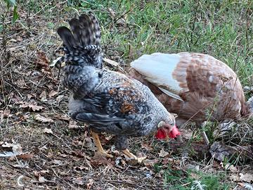 Gallo