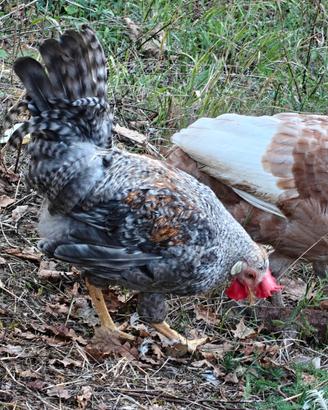 Gallo