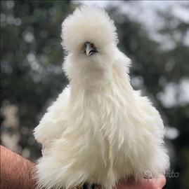 Galline Moroseta PURA RAZZA