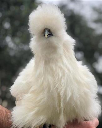 Galline Moroseta PURA RAZZA