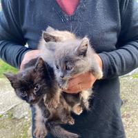 Cucciolata di gattini molto belli