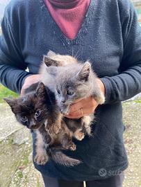 Cucciolata di gattini molto belli