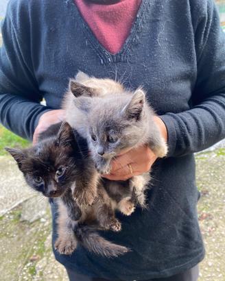 Cucciolata di gattini molto belli