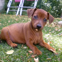 Cuccioli di pinscher nano con pedigree