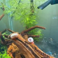 Lumache planorbarius pink