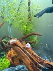 Lumache planorbarius pink