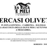 oliveti per raccolta a mezzadria 2025
