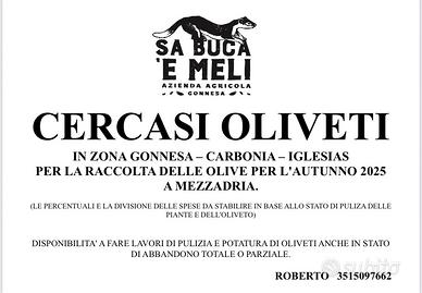 oliveti per raccolta a mezzadria 2025
