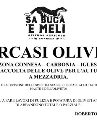 oliveti per raccolta a mezzadria 2025