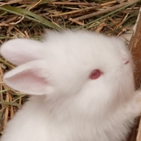 Coniglio Nano Mix Mini Lop e Testa di Leone