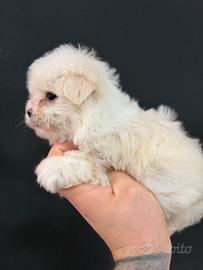 Maltipoo mini toy