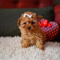 Cuccioli di barboncini maschietti femminucce