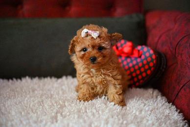 Cuccioli di barboncini maschietti femminucce