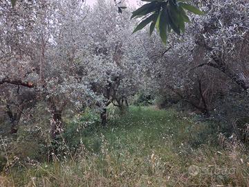 Terreno agricolo