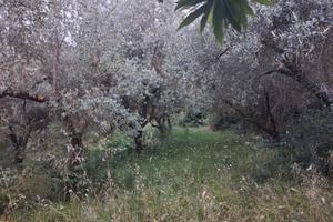 Terreno agricolo
