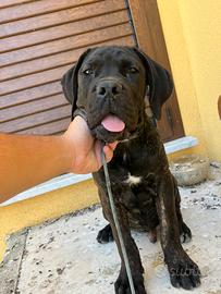Cucciolo cane corso