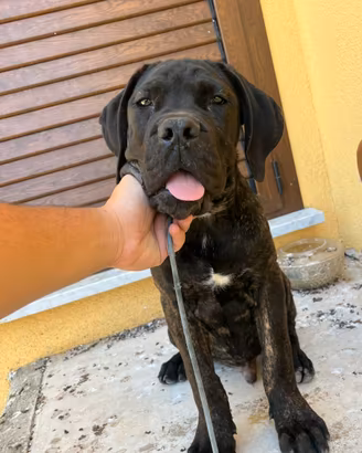 Cucciolo cane corso