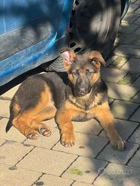 Teneri cuccioli di Pastore Tedesco