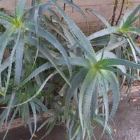 Foglie e Piante di aloe arborescens