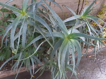 Foglie e Piante di aloe arborescens