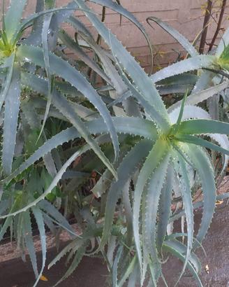 Foglie e Piante di aloe arborescens