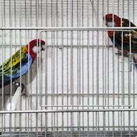 Coppia riproduttrice di rossella