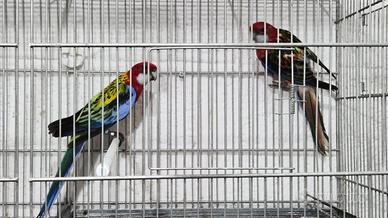 Coppia riproduttrice di rossella