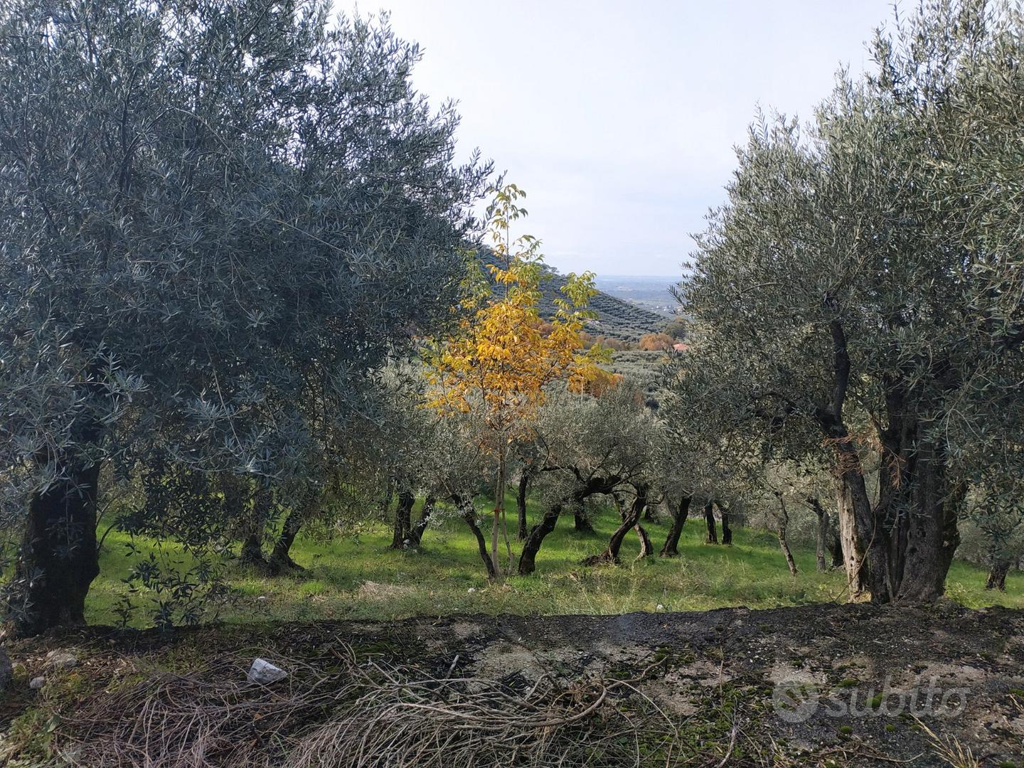 Magazzino C2 eTerreno Agricolo Uliveto 3.1 Ettari - Vista 5