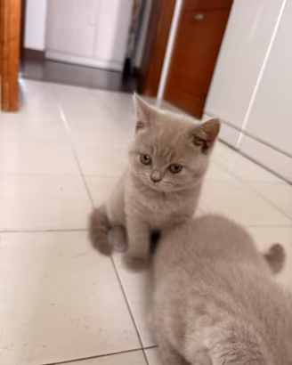Cuccioli British Shorthair