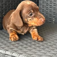 Bassotto tedesco kaninchen e nani