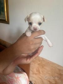 Cuccioli chiuaua