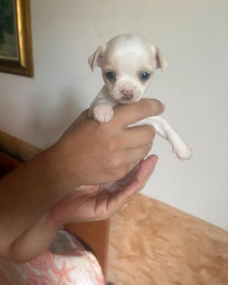 Cuccioli chiuaua